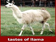 Click to Play The Llama Song