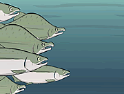 Click to Play Wild Salmon in Trouble
