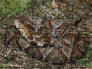 Click to Play Copperhead Jigsaw Puzzle